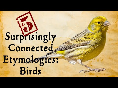 Video: Vilken typ av fågel förvandlades philomela till?