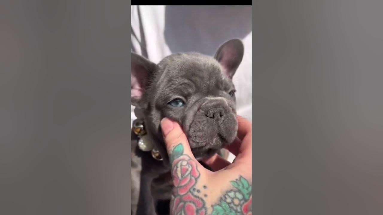 THESE DOGS GOT SQUISHED YouTube