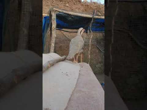 کەو دەنگی کەو صوت حجل Keklik Sesi куропатка