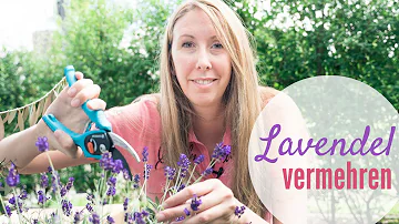 Kann sich Lavendel selbst vermehren?