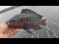 Pescaria: pesca da plataforma rendeu belas tilápias