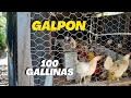 Como hacer un GALPON casero para Gallinas Ponedoras y Pollos de engorde FÁCIL para 100 Gallinas