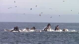 Best of whale watching on the monterey bay. updated as 3.26.2019. blue
whales, humpback leatherback sea turtle, common dolphin, risso's
dolphin & ...