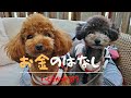 リアルなお金事情！トイプードル2匹にかかる費用・犬の価格は！？【トリミング】説明欄に商品のURLあります
