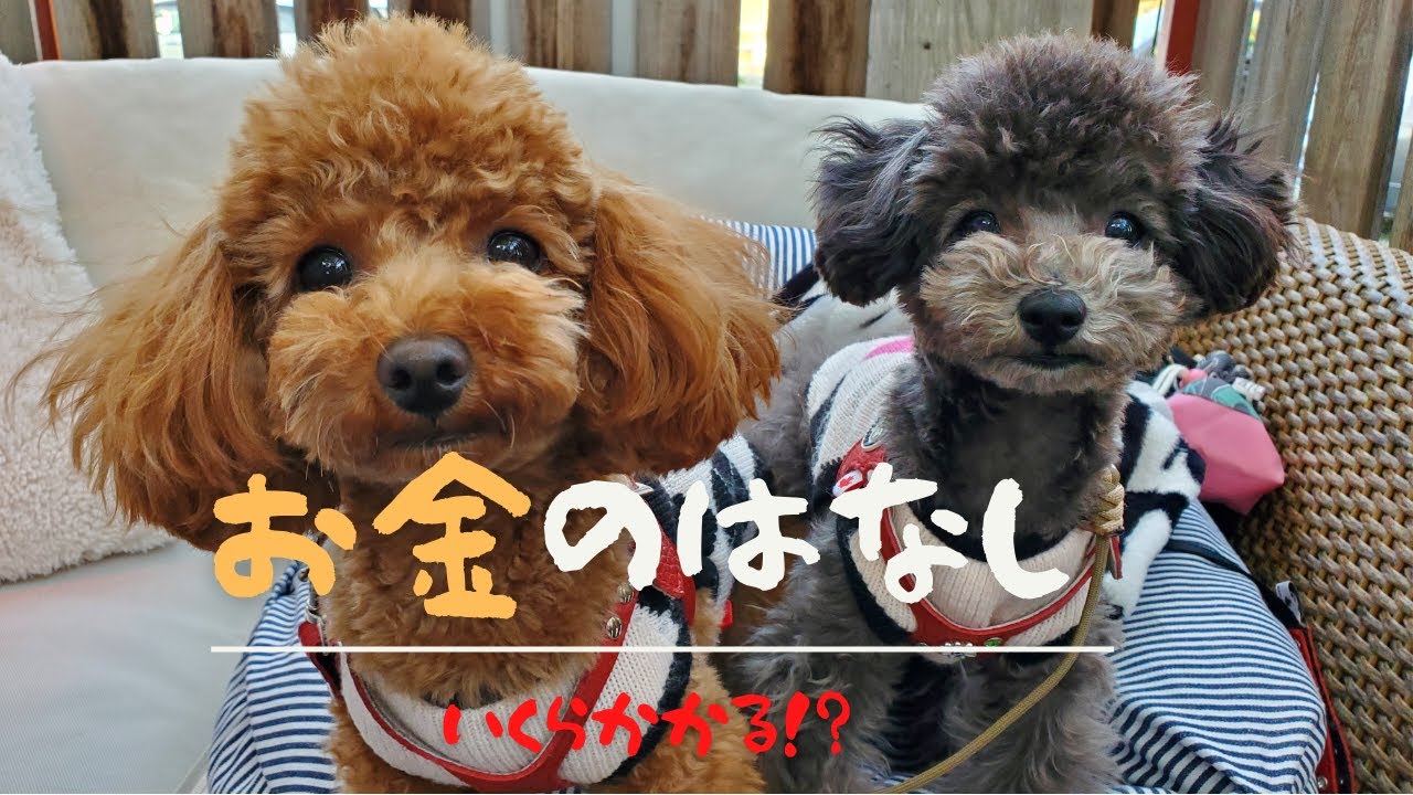 リアルなお金事情！トイプードル2匹にかかる費用・犬の価格は！？【トリミング】説明欄に商品のURLあります - YouTube