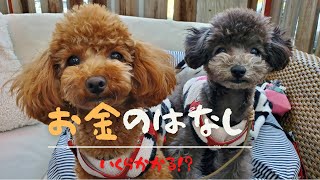 リアルなお金事情！トイプードル2匹にかかる費用・犬の価格は！？【トリミング】説明欄に商品のURLあります