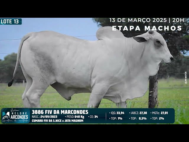 LOTE 13   MMAR 3886