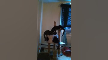 Angel,Luna&speedy chilling on cat tree  #stcatharines #downtown #subscribe #cats #cattree #catnip