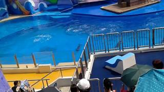 Dolphin show ocean park hong kong