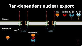 Ran dependent nuclear export