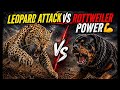 Leopard attack vs Rottweiler power | ultimate Face-off 
