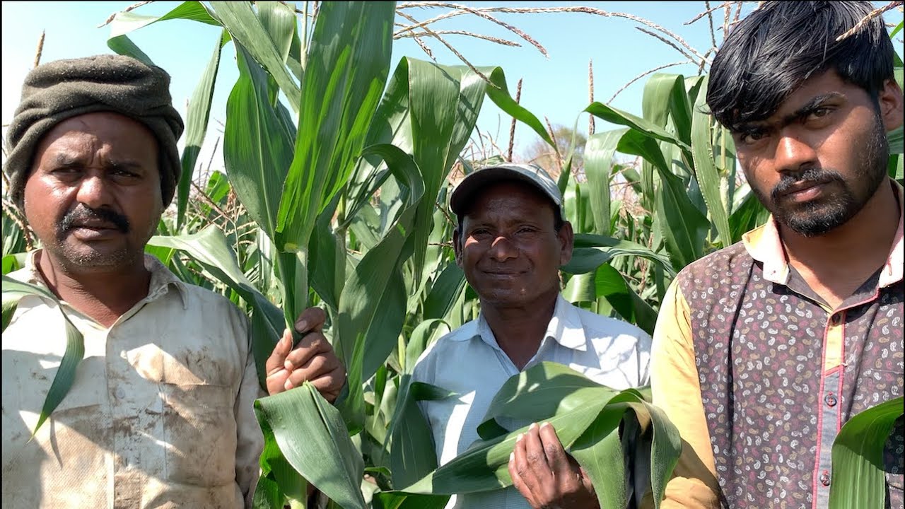 SCT वैदिक मका🌾 दरवर्षी पेक्षा काढणार 3 पट जास्त  उत्पन्न, जिवाणू वाढले जमीन झाली भुसभुशीत‼️