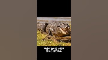 안 보면 후회하는 비단뱀 VS 표범 맞다이 영상