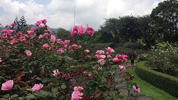 BEDAH wisata || Kebun Bunga Mawar Paling Indah di Indonesia