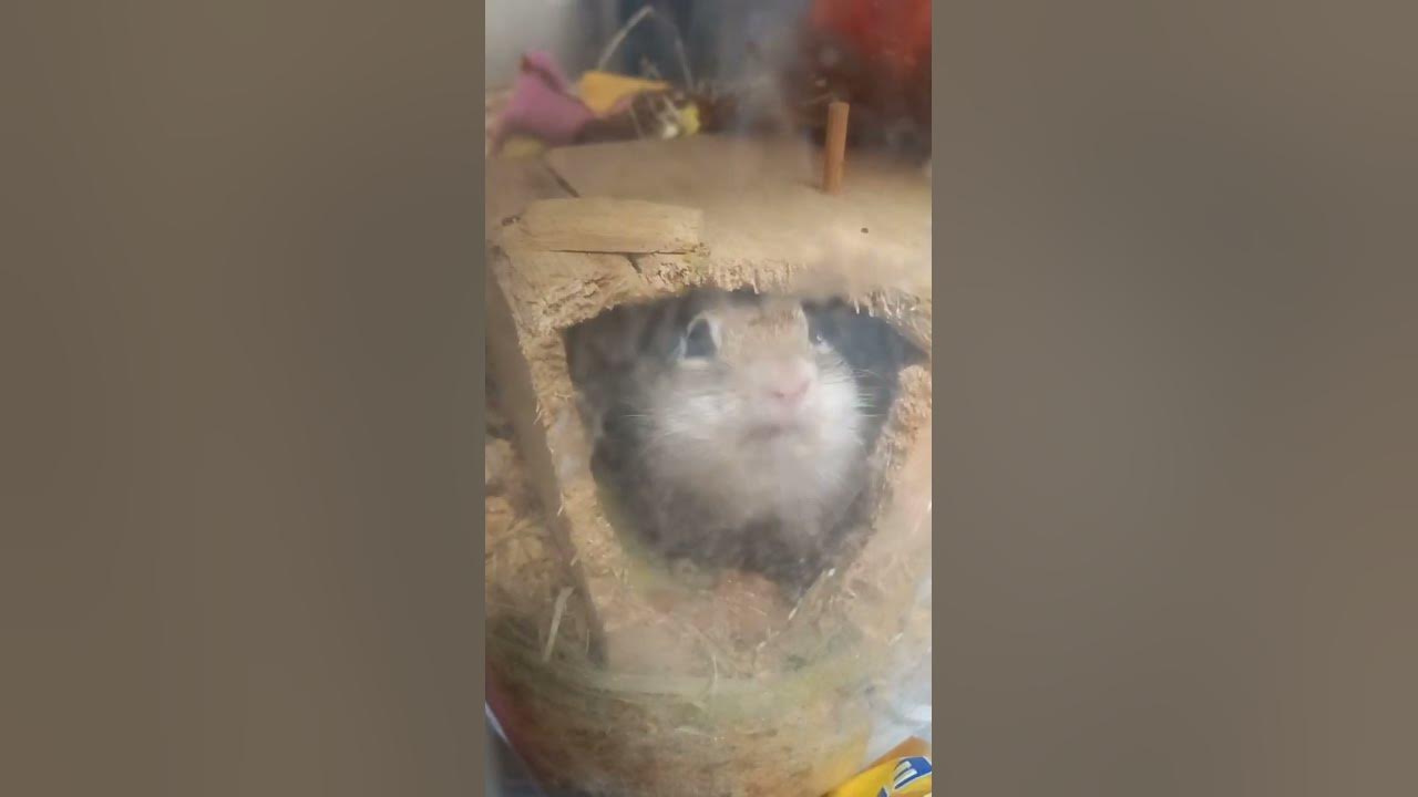ジュウサンセンジリス YouTube