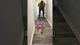 Source focus is a new behavior am training Blanco my French Bulldog.