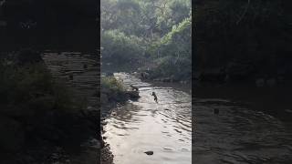 Bandro ka atank swimming pool m #money #monkey #apes #funny #car #swimming #jump #comedy #animals