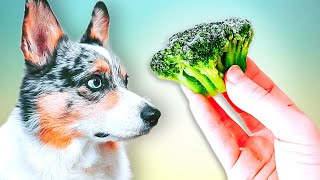 The Controversy Around Vegetables For Dogs