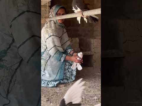 #my #pigeon #fyp