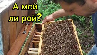 А мой ли рой?