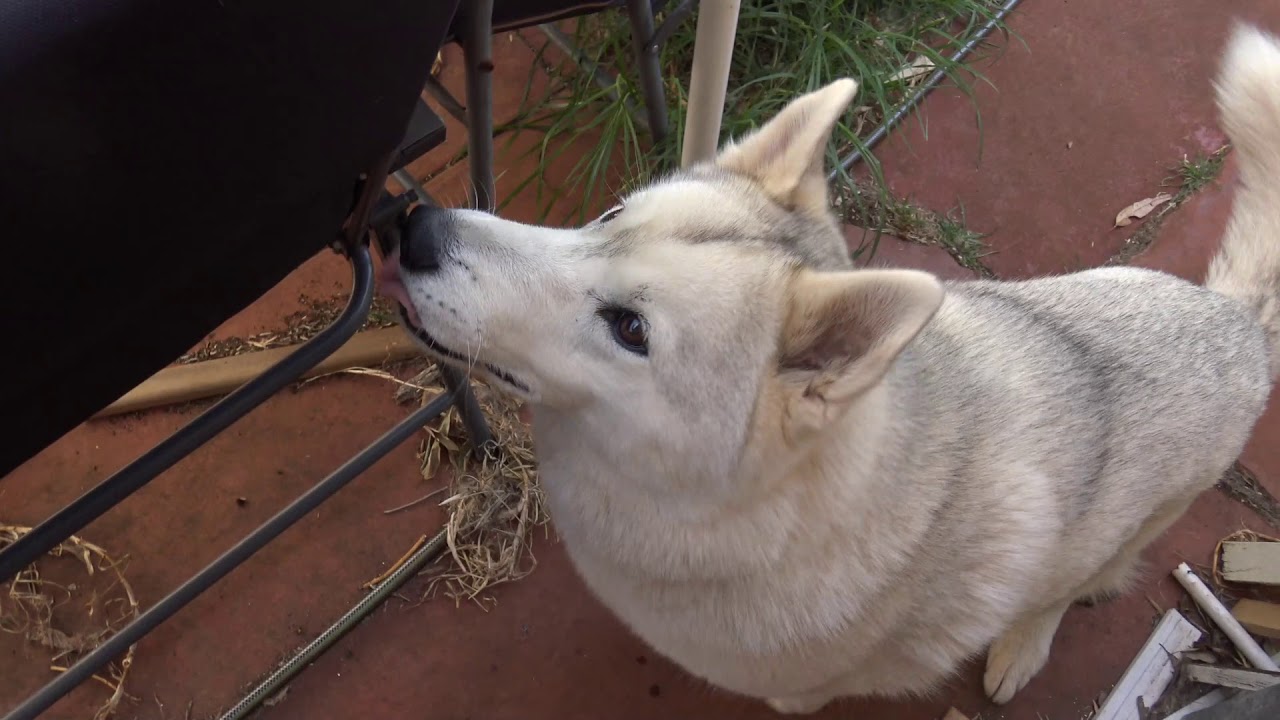 Huskies attach chicken drumsticks - YouTube