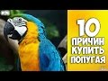 10 причин купить попугая - Интересные факты!