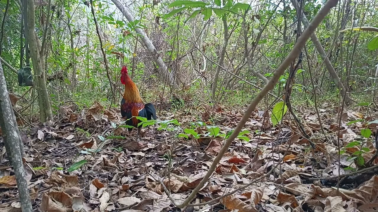 Lại lên rừng chơi với gà thôi ae ạ