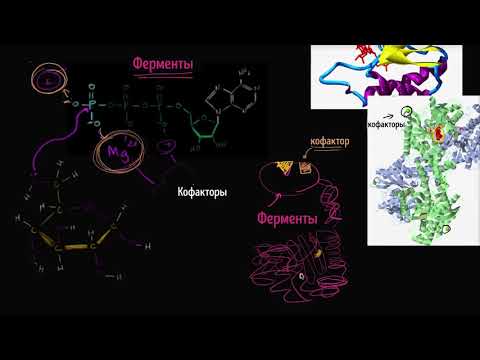 Кофакторы ферментов и коферменты (коэнзимы) (видео 15) | Энергия | Биология