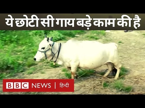 वीडियो: निम्न नस्ल क्या है?