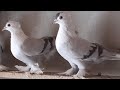 Київські світляки/pigeons Kyiv