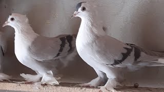 Київські світляки/pigeons Kyiv