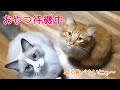 猫様、毛玉ケアのグリニーズがウマ過ぎる！？