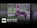Coyote caught on video in Central Park