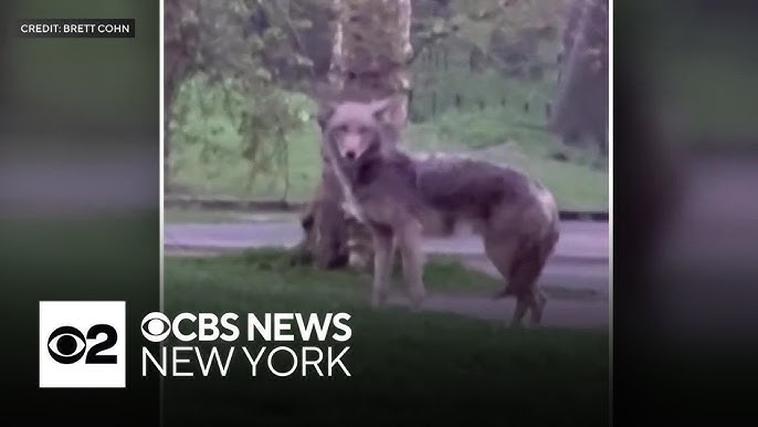 Coyote Caught On Video In Central Park