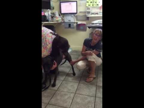 cats inn Cytology vs Aspirate. Which is best for your pet.