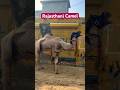 Rajasthan camel  camel camelride rajasthan rajasthanicamel dessert ride viral ytshorts