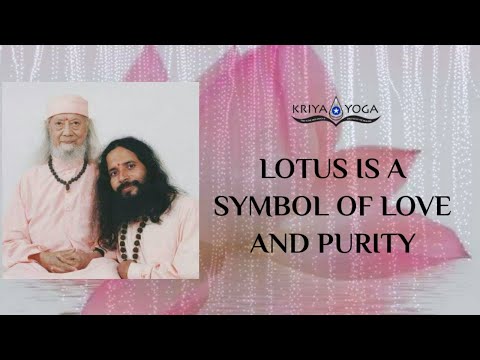 Vídeo: Lotus: Símbol De Puresa
