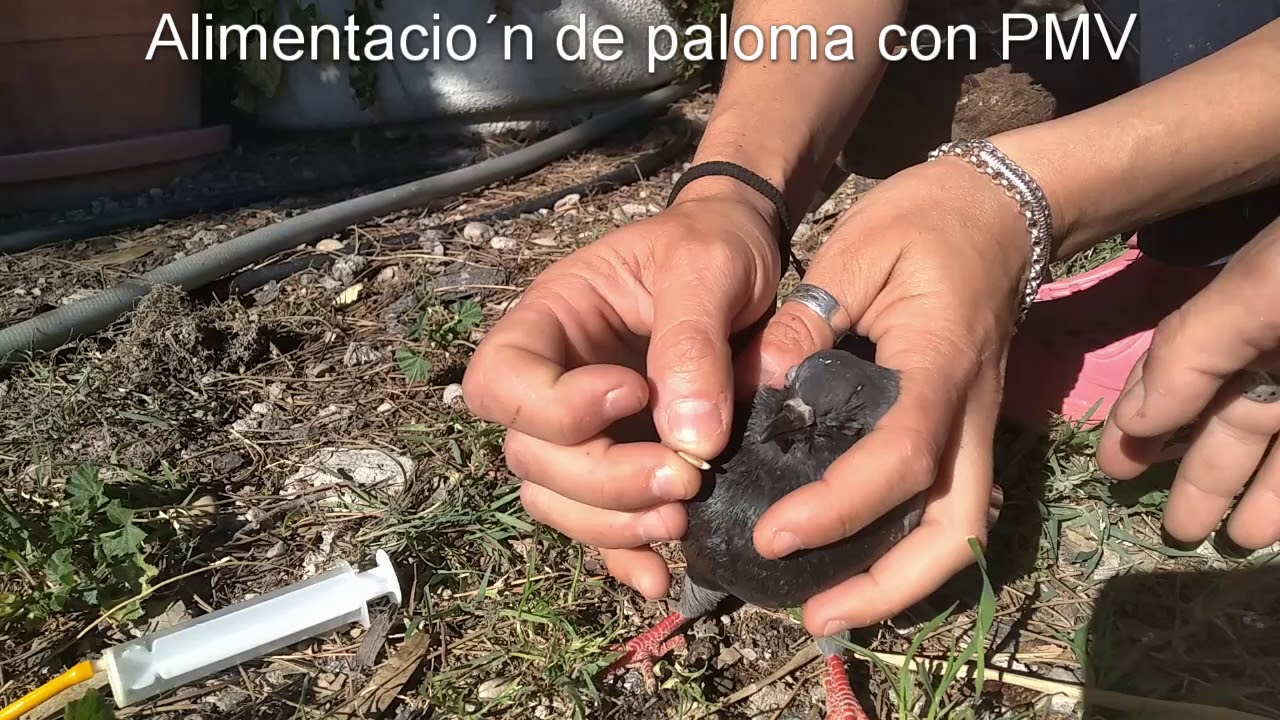 Alimentando paloma con paramixovirus (PMV)