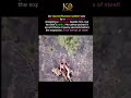 Russian Soldier Throws Away Live Grenade Seconds Before Explosion 😱#short#history#viral#fact#