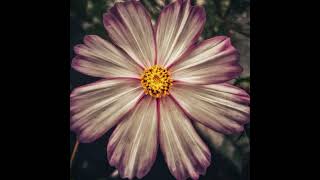My 3 favorite photos of flowers #artofphotography #cinematicphotography #pocket4 #photography #dji My 3 favorite photos of flowers #artofphotography #cinematicphotography #pocket4 #photography #dji