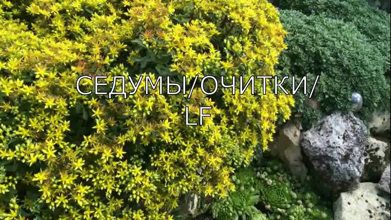 Почвопокровные Цветы Многолетники Фото