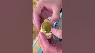 She thought they were potatoes!