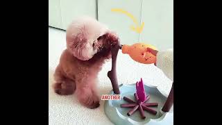 The dog won its owner's love with clever tricks.#pets #cat #cute #shorts #funny