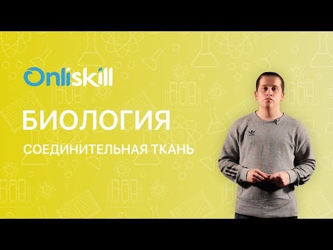 Биология 8 класс: Соединительная ткань