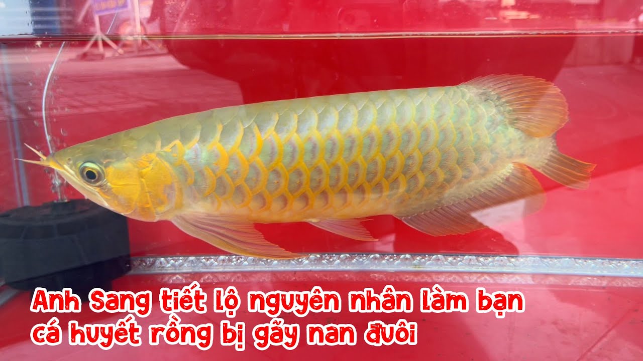 Anh Sang tiết lộ nguyên nhân làm bạn cá huyết rồng bị gãy nan đuôi 