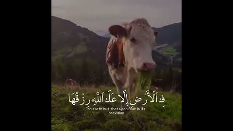 قرآن كريم بصوت ابراهيم العسيري | حالات واتس بدون حقوق _ سورة هود