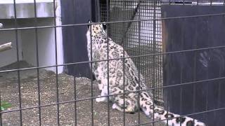 リーベ出産後久しぶりの屋外~Snow Leopard