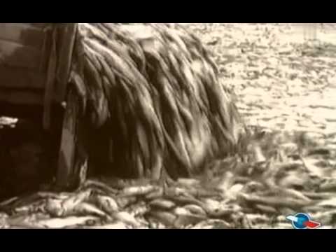 Рыбная мафия