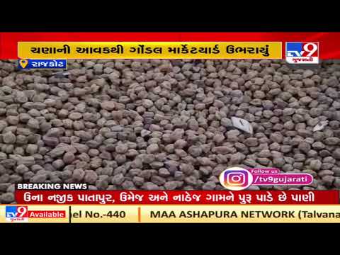 Rajkot: Gondal market yard witnesses record break inflow of grams| TV9News