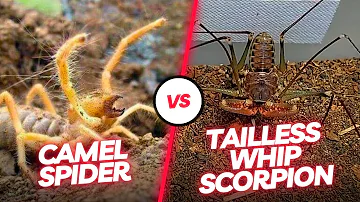 🔥 Arachnid Duel: Witness the Intense Encounter Between the Tailless Whip Scorpion and Camel Spider!